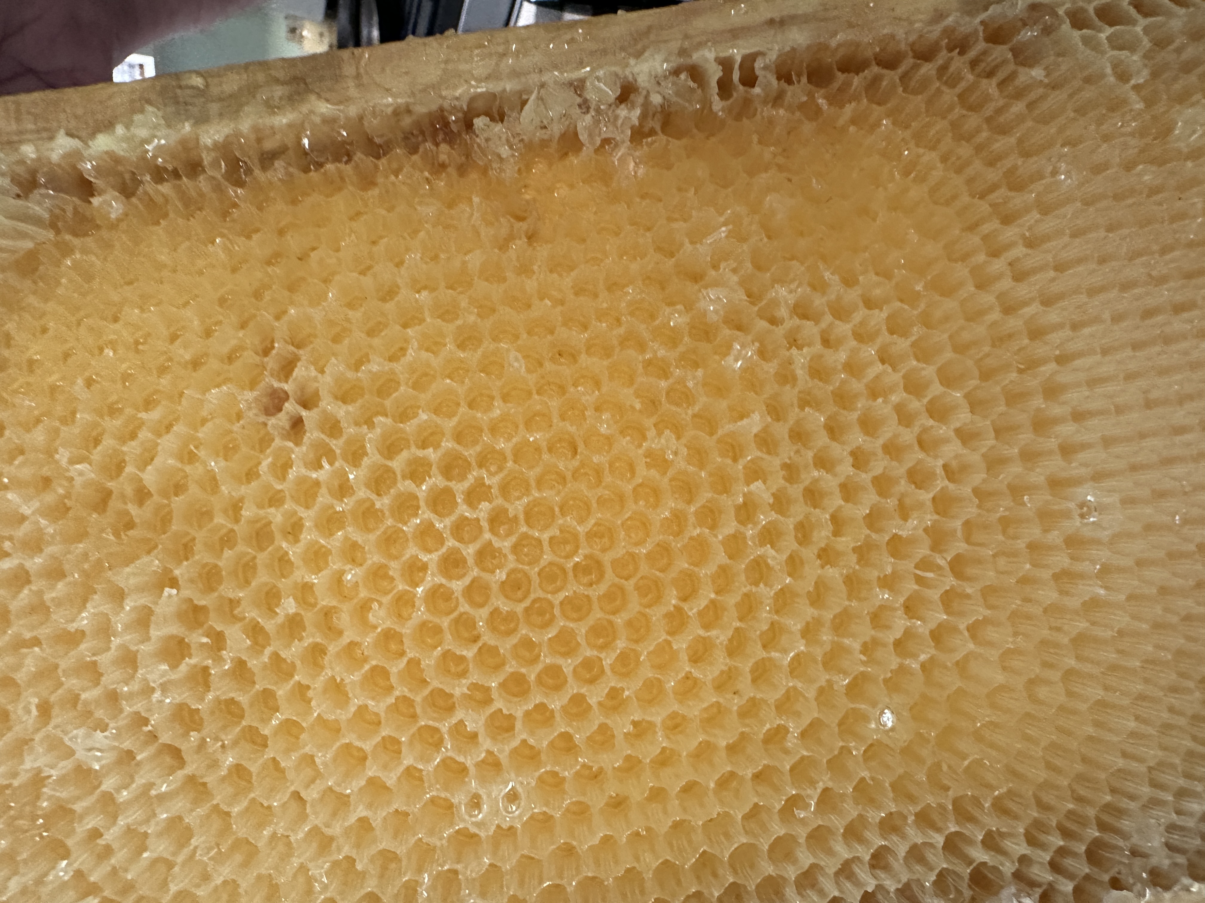 Honey Harvest